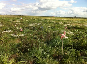 A DIVISÃO SOCIAL DO TRABALHO SEGUNDO ADAM SMITH